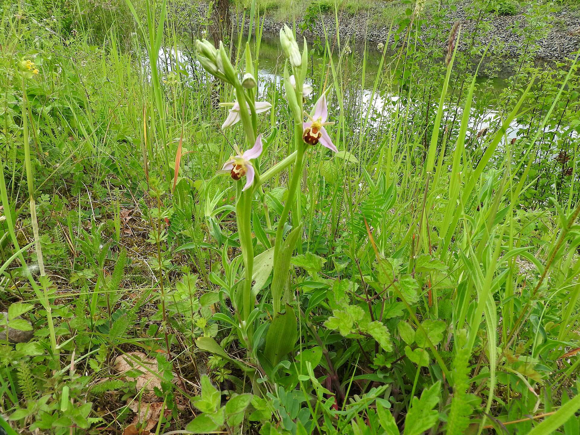 Image of Bee orchid