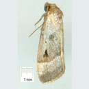 Narangodes nigridiscata Swinhoe 1901 resmi