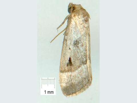 Narangodes nigridiscata Swinhoe 1901 resmi