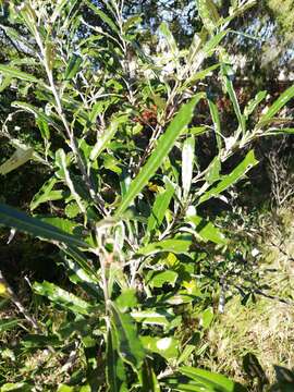 Image of Brachylaena elliptica (Thunb.) Less.