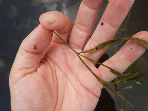 Image of Flat-Stem Pondweed