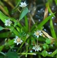 Image de Eriocaulon xeranthemum Mart.