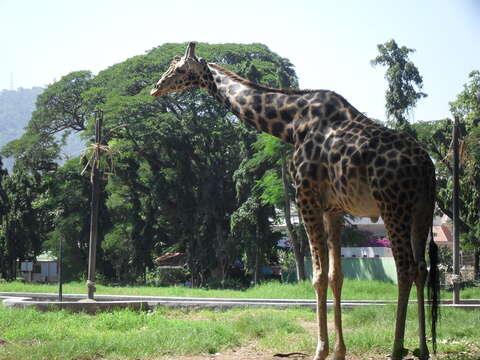 Image of Giraffe