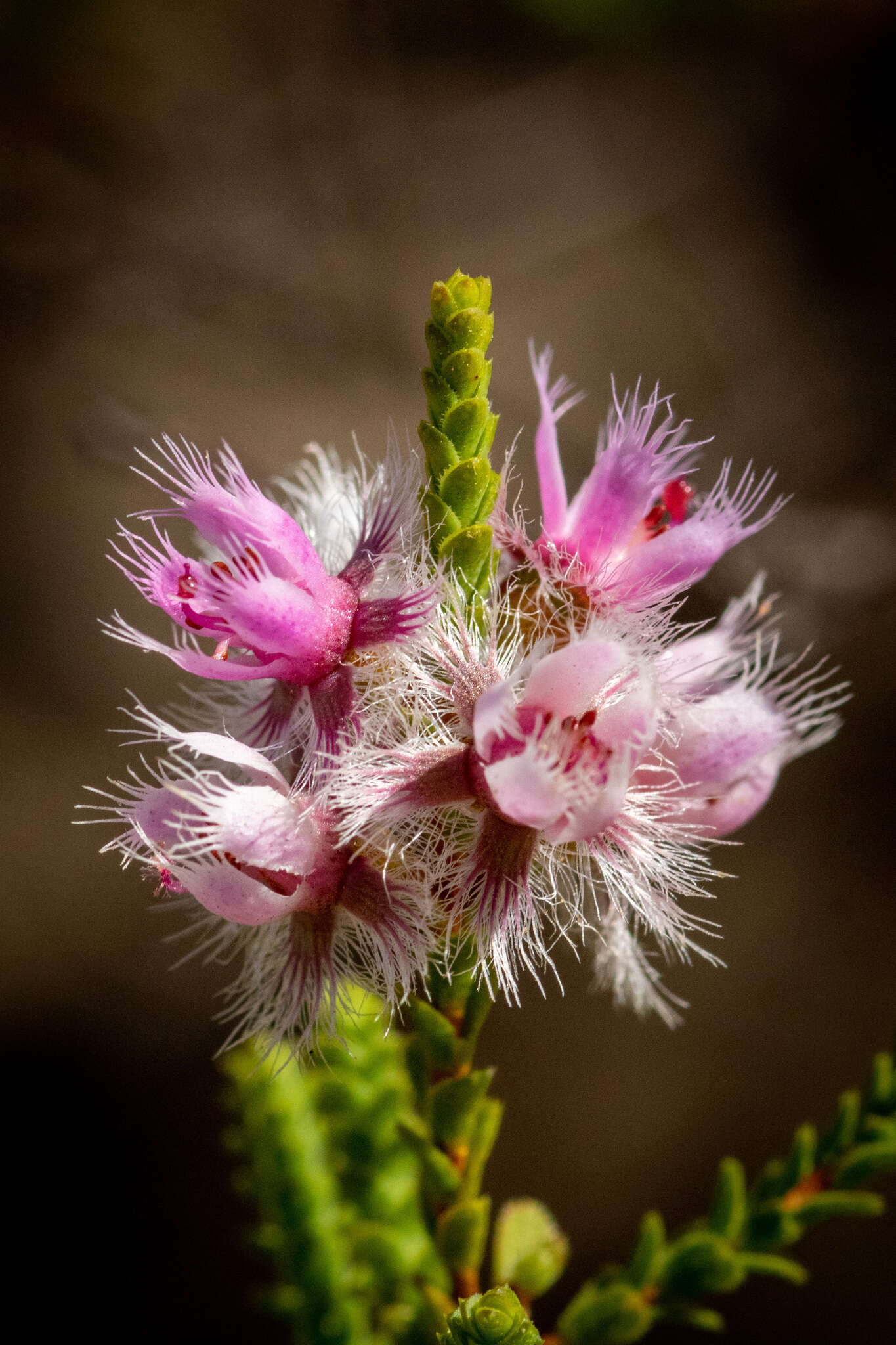 Image de Verticordia centipeda A. S. George