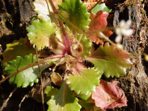 Imagem de Micranthes clusii (Gouan) Fern. Prieto, Vázquez, Vallines & Cires