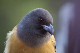 Image of Rufous Treepie