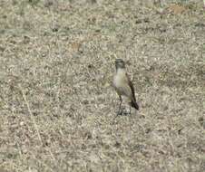 Image of Sickle-winged Chat