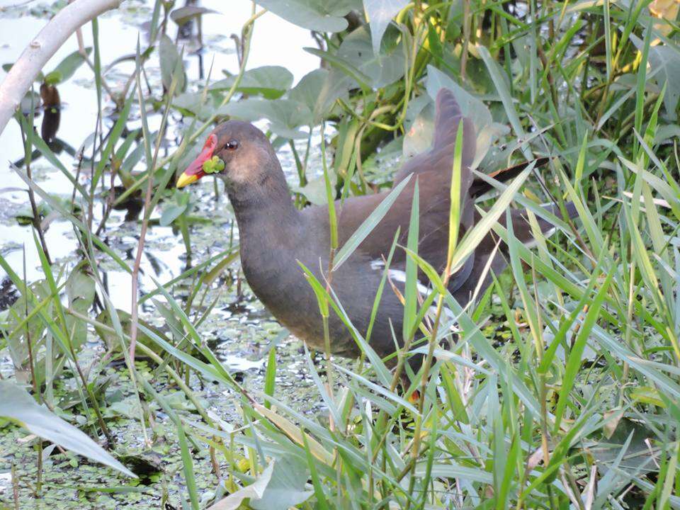 Image of Common Moorhen