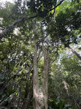 Imagem de Myrciaria floribunda (West ex Willd.) Berg