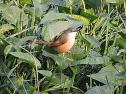 Image of Ashy Prinia