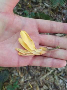 Image of Xanthophyllum fragrans C. T. White