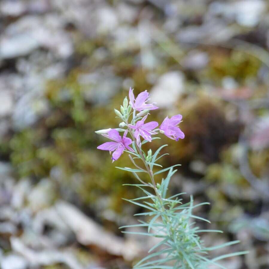 Image de Epilobium dodonaei Vill.