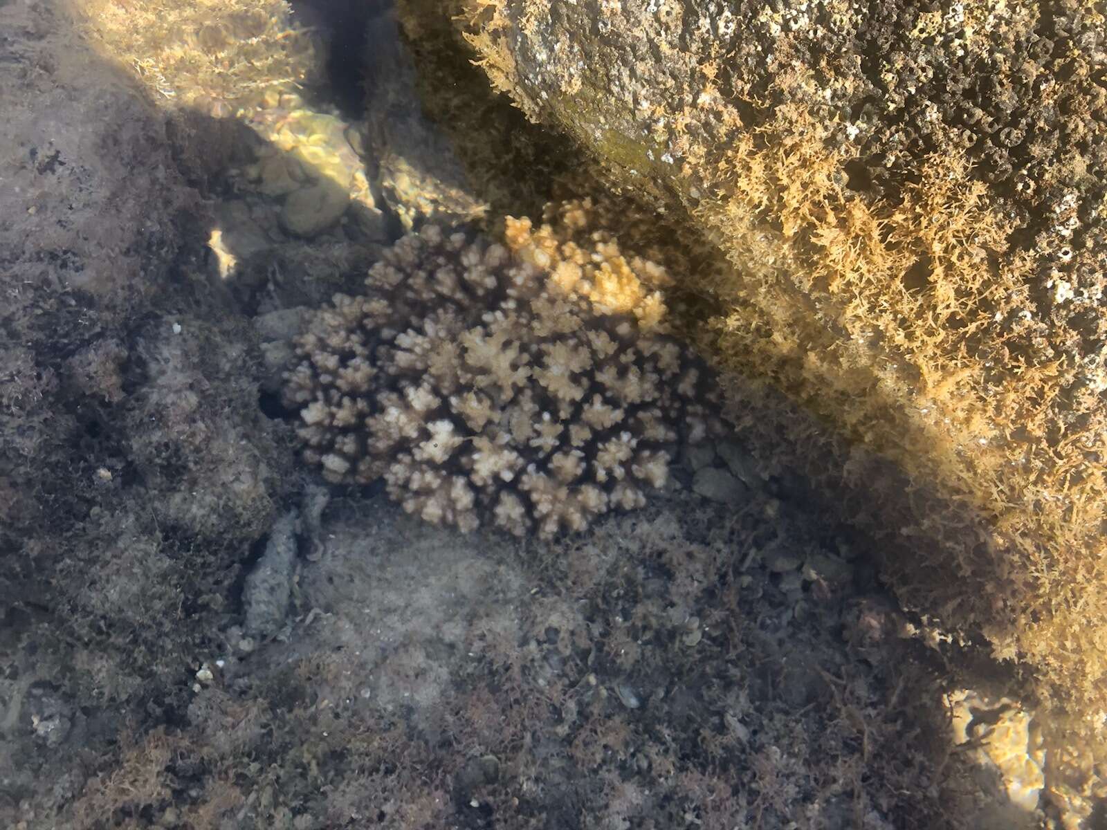 Image of Cauliflower Coral