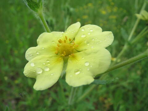 Image of sulphur cinquefoil