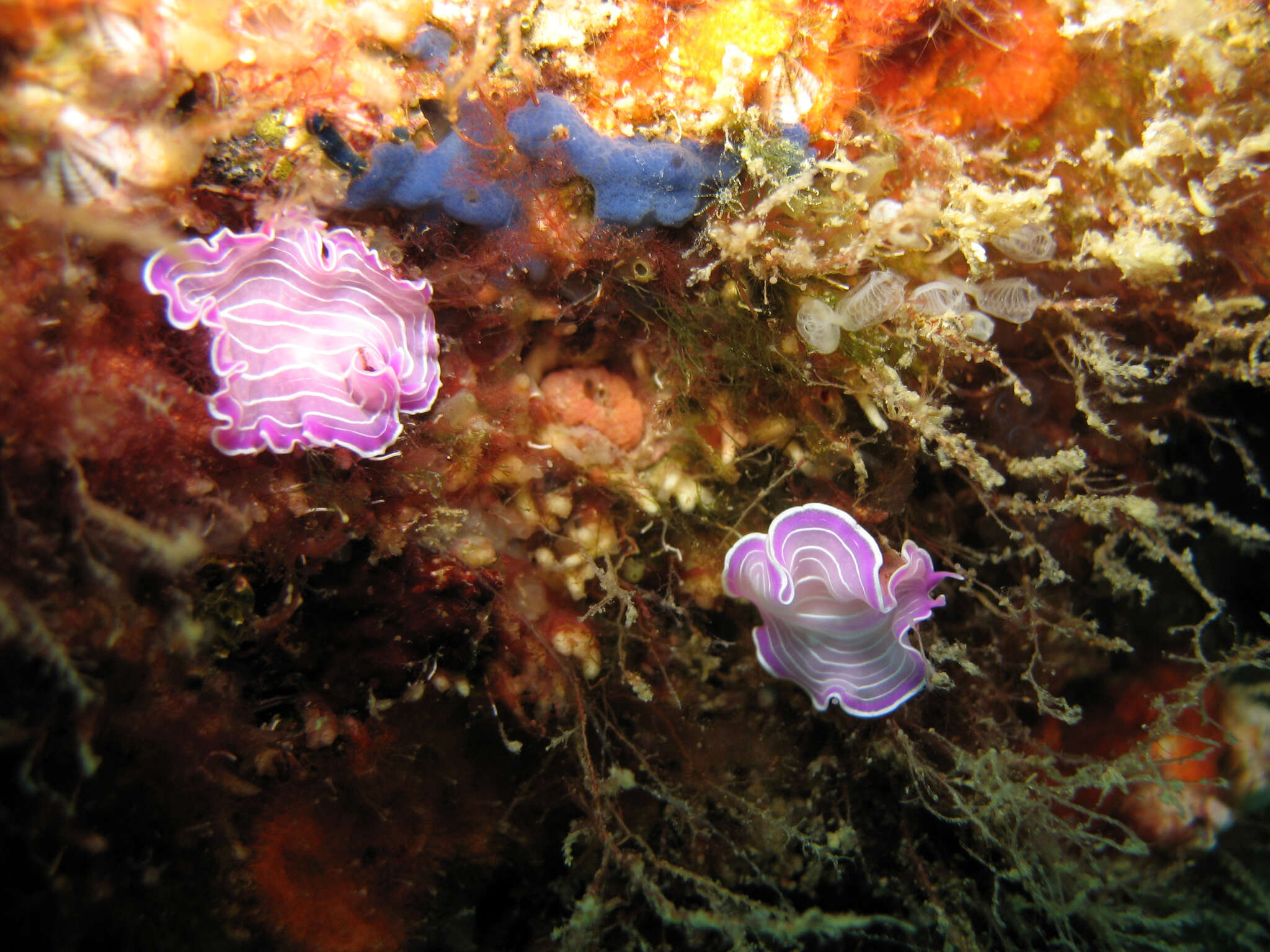 Image of pink flatworm