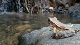 Image of Large Ponmudi Bush Frog