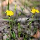 Imagem de Goodenia elongata Labill.