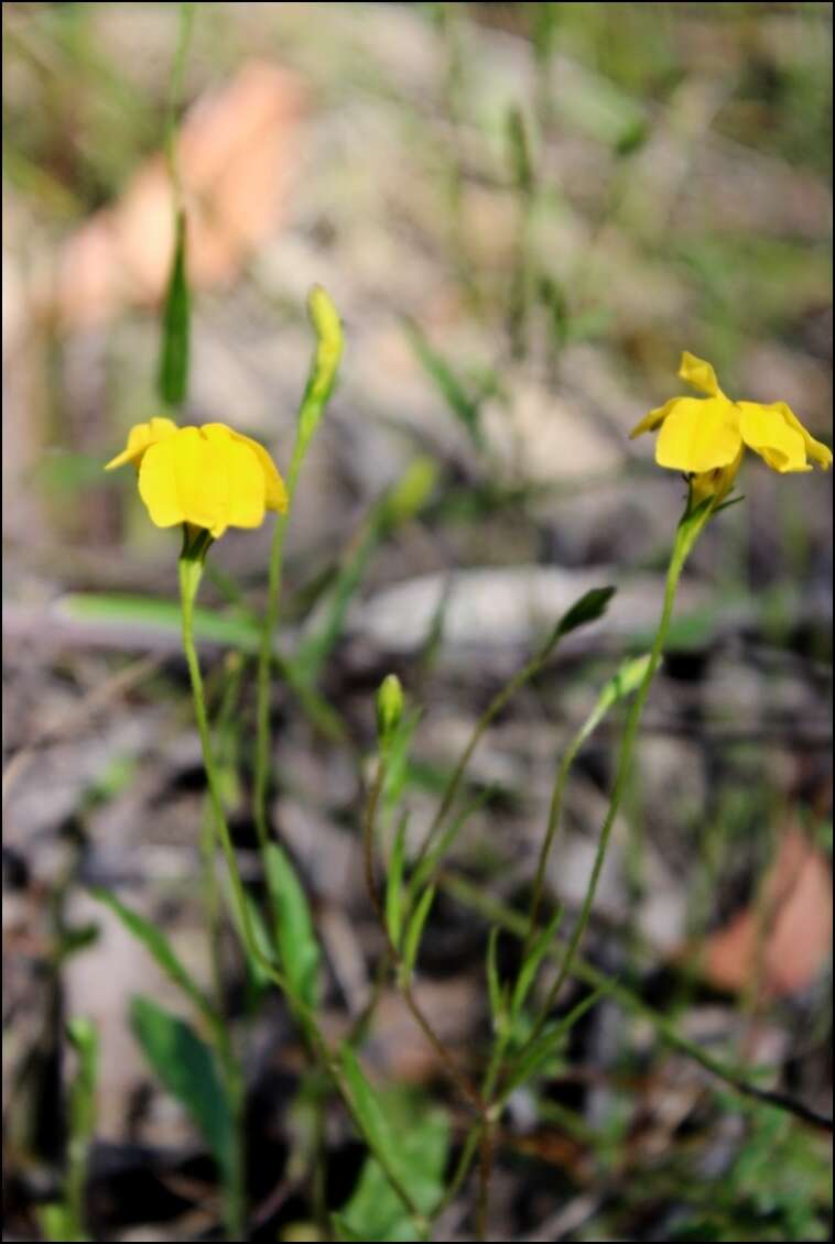 Sivun Goodenia elongata Labill. kuva