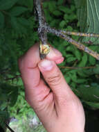 Image of roundleaf dogwood