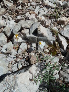 Image of Helianthemum violaceum (Cav.) Pers.