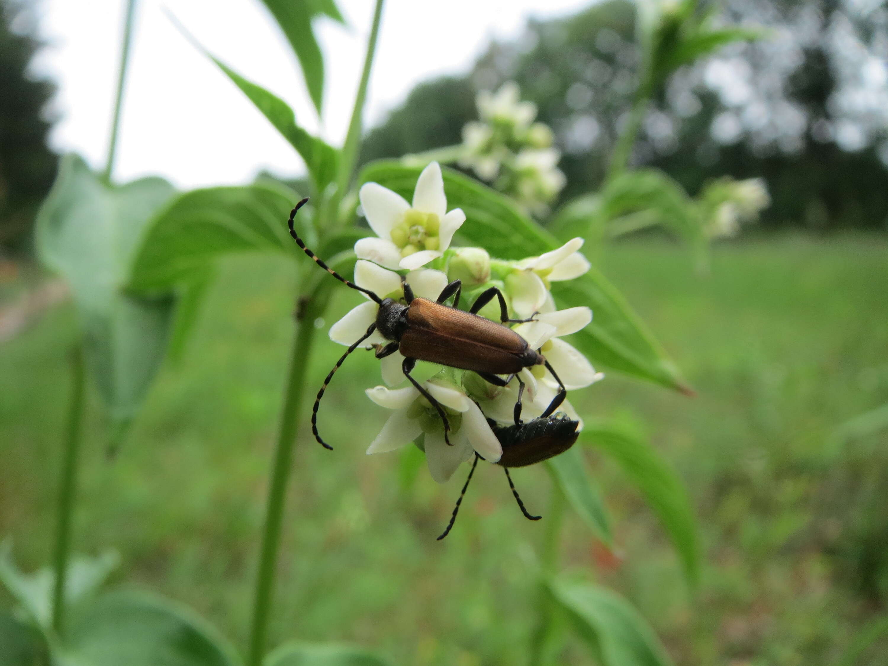 Image of common vincetoxicum