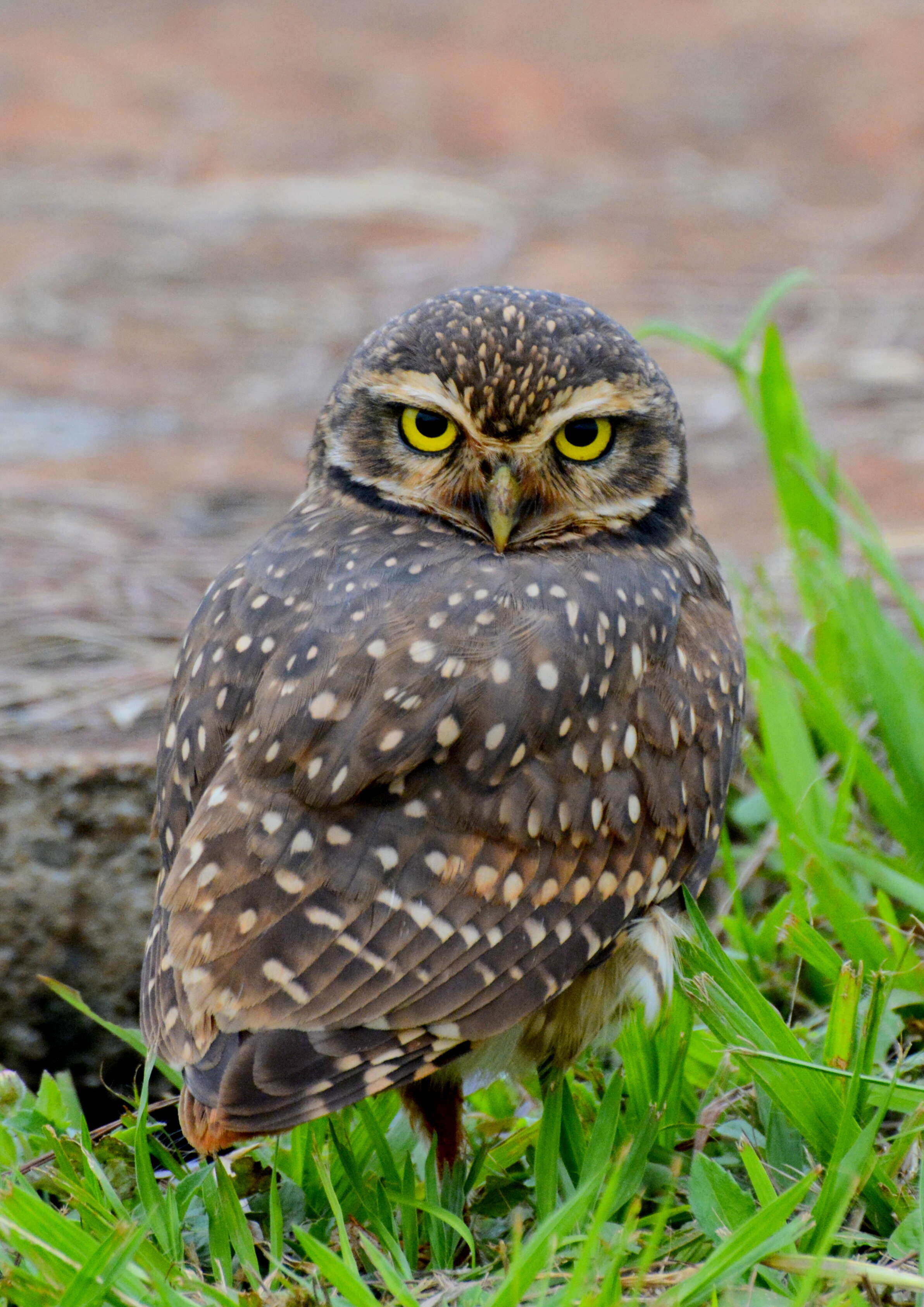 Image of Burrowing Owl