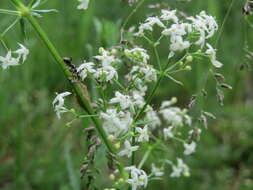 Image of White bedstraw