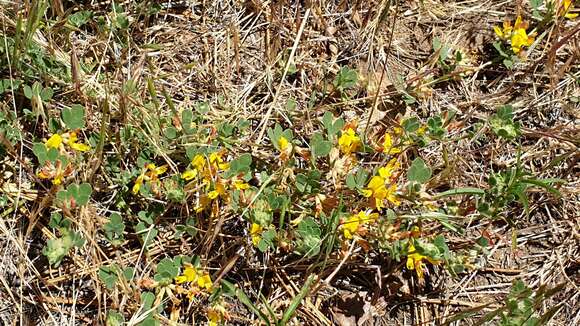 Image de Acmispon decumbens