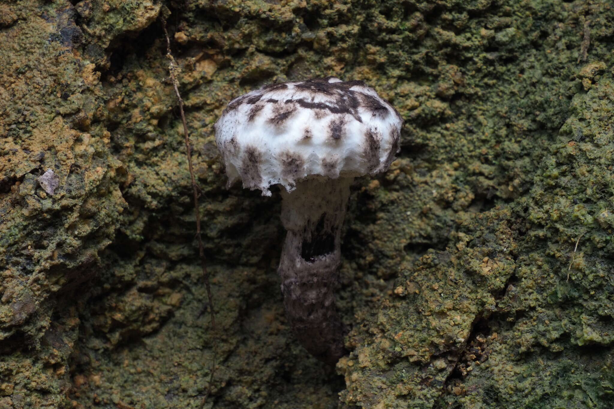 Image of Strobilomyces latirimosus J. Z. Ying 1985