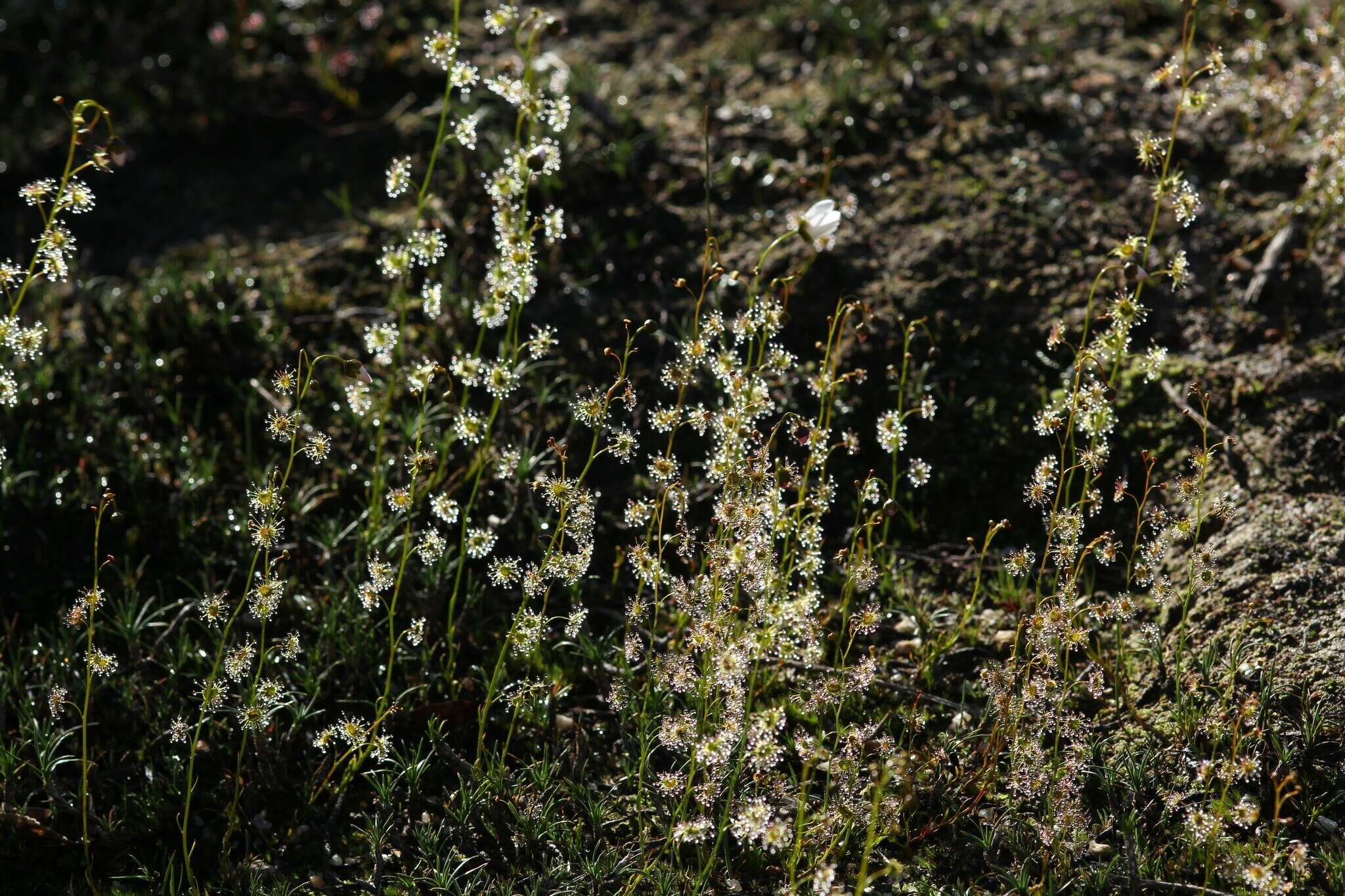 Image of Drosera heterophylla Lindl.