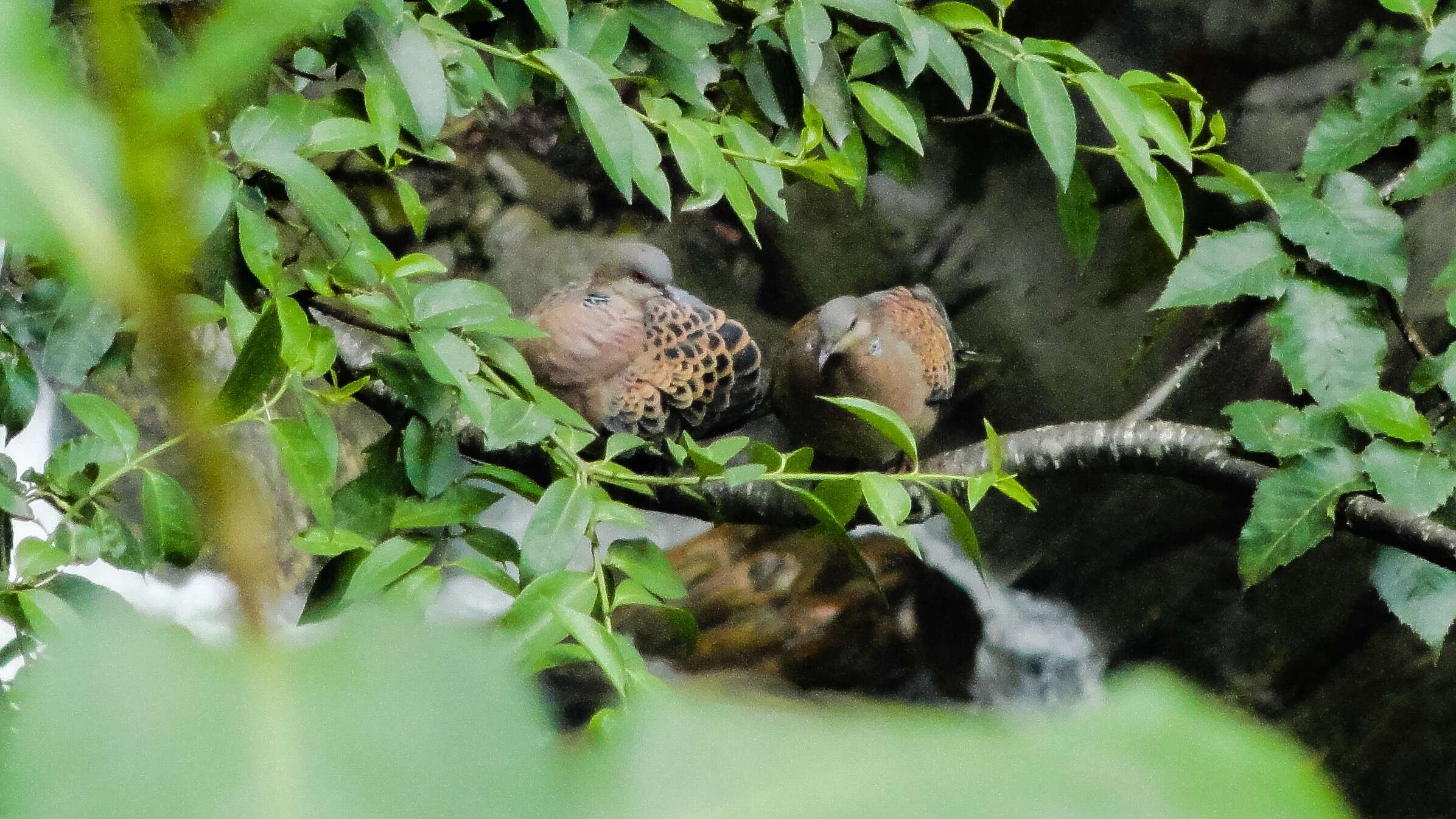 Image of Oriental Turtle Dove