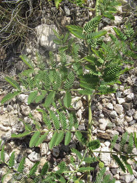 Plancia ëd <i>Mimosa rupertiana</i>