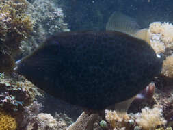Image of Honeycomb Filefish