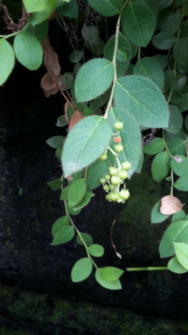 Sivun Gaultheria nubigena (R. Phil.) B. L. Burtt & Sleum. kuva