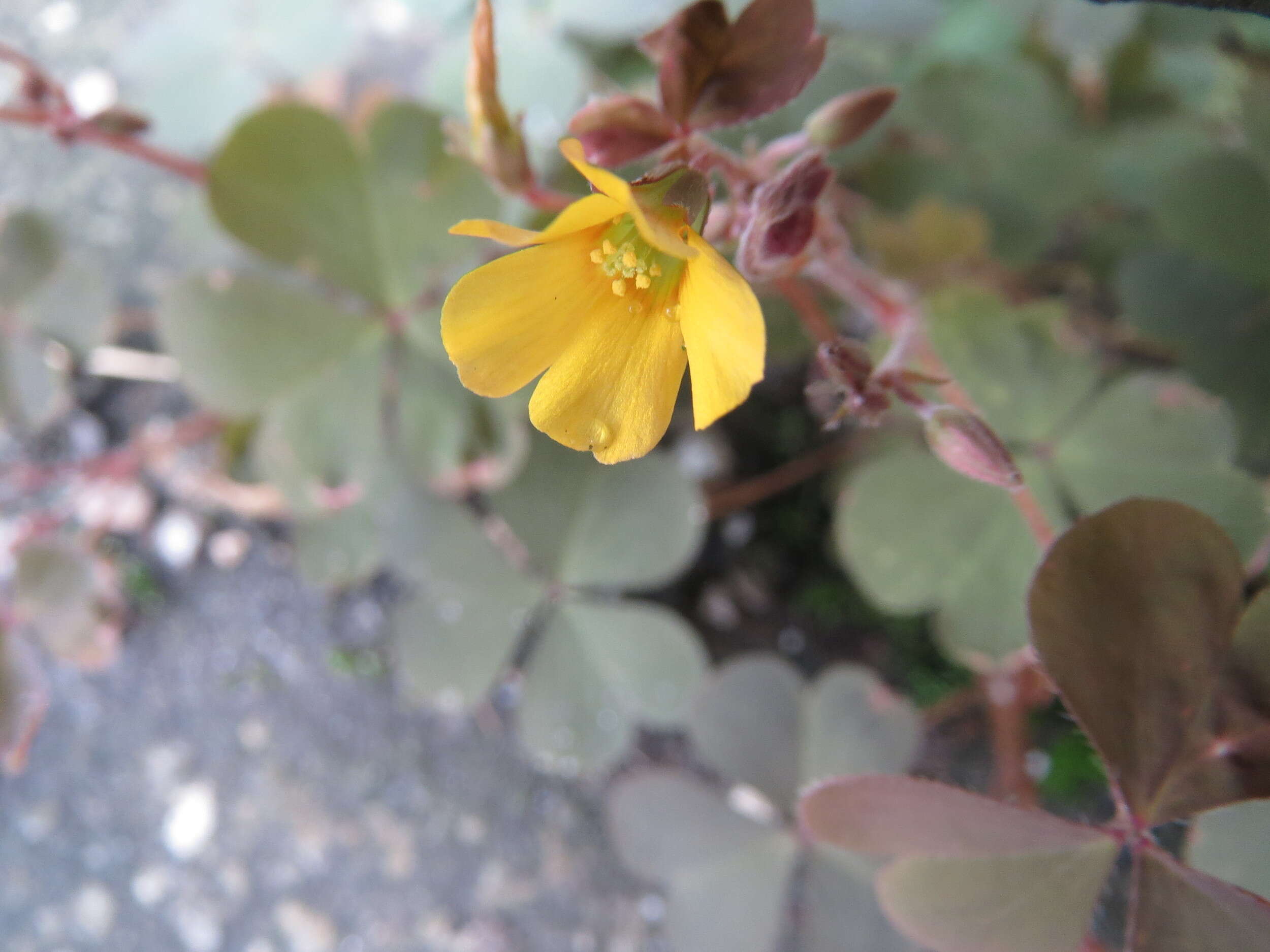 Image of creeping woodsorrel