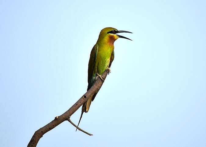 Image of Blue-tailed Bee-eater