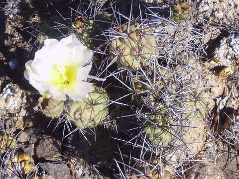 Imagem de Tephrocactus alexanderi (Britton & Rose) Backeb.