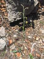 Imagem de Agave singuliflora (S. Watson) A. Berger