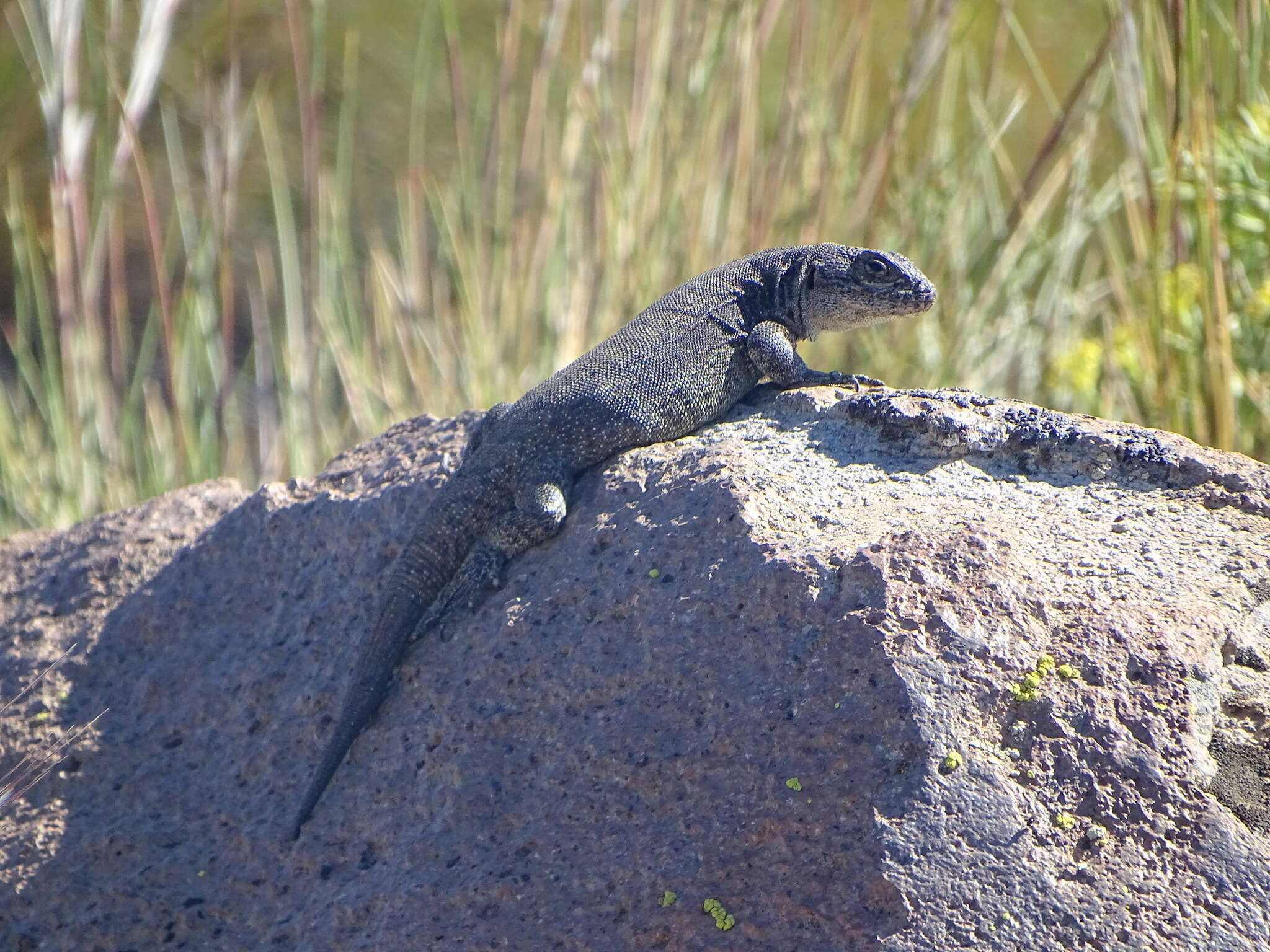 Image of Buerger's Tree Iguana