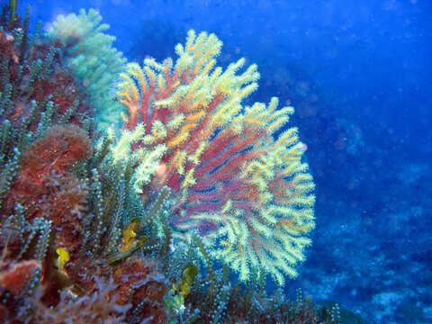 Image of chameleon sea fan