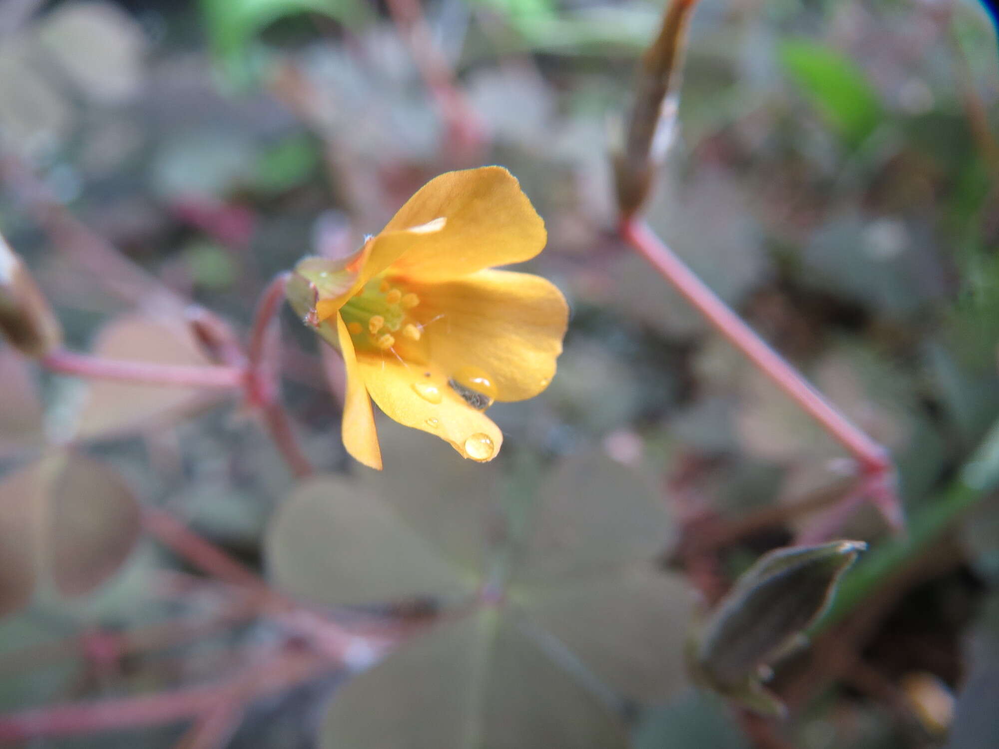 Image of creeping woodsorrel