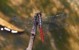 Image de Onychothemis culminicola Förster 1904