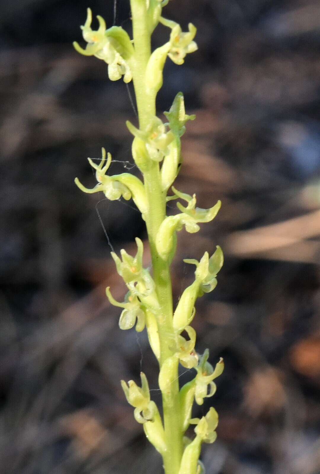 Image of Coleman's piperia