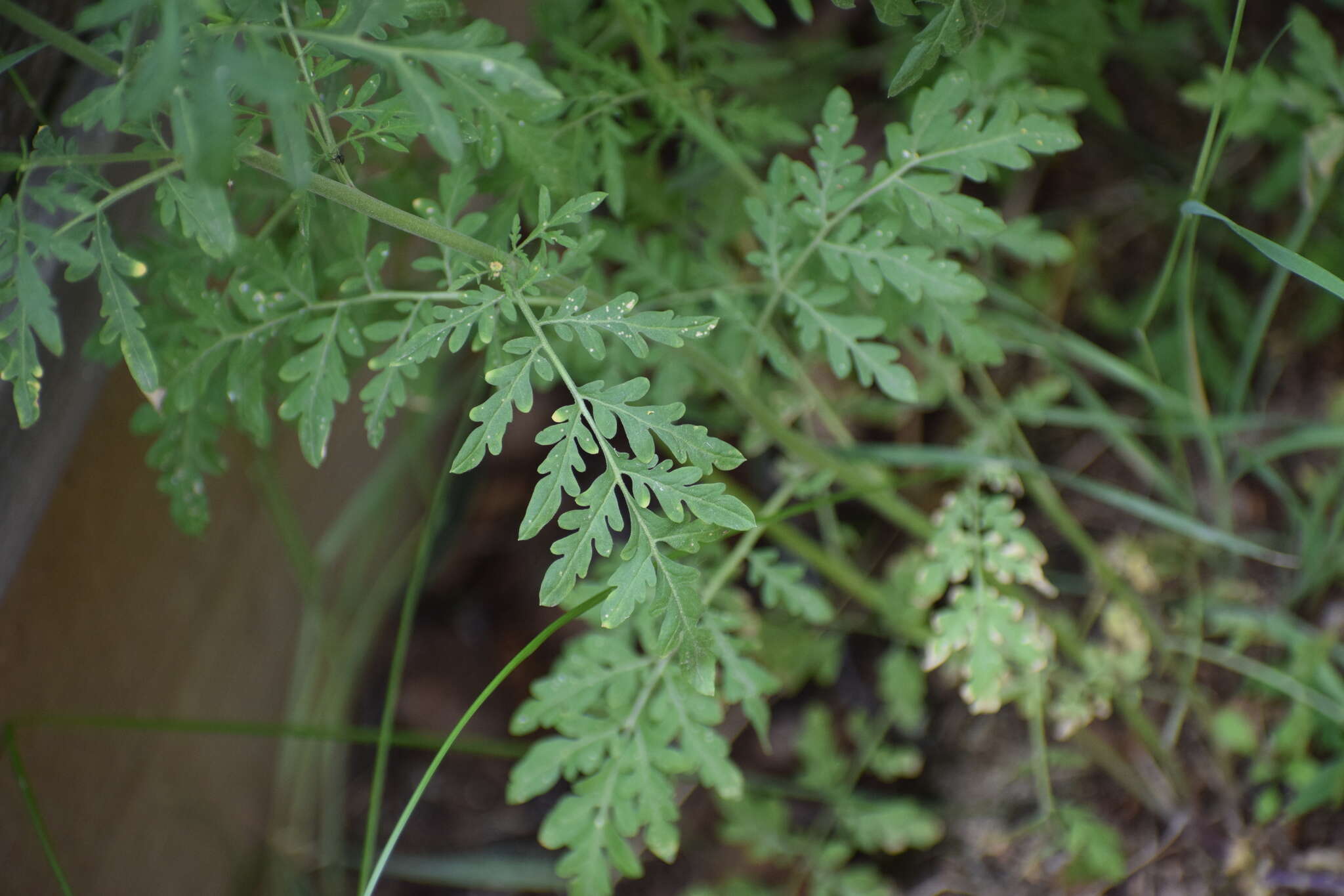 Image of Descurainia richardsonii (Sweet) O. E. Schulz