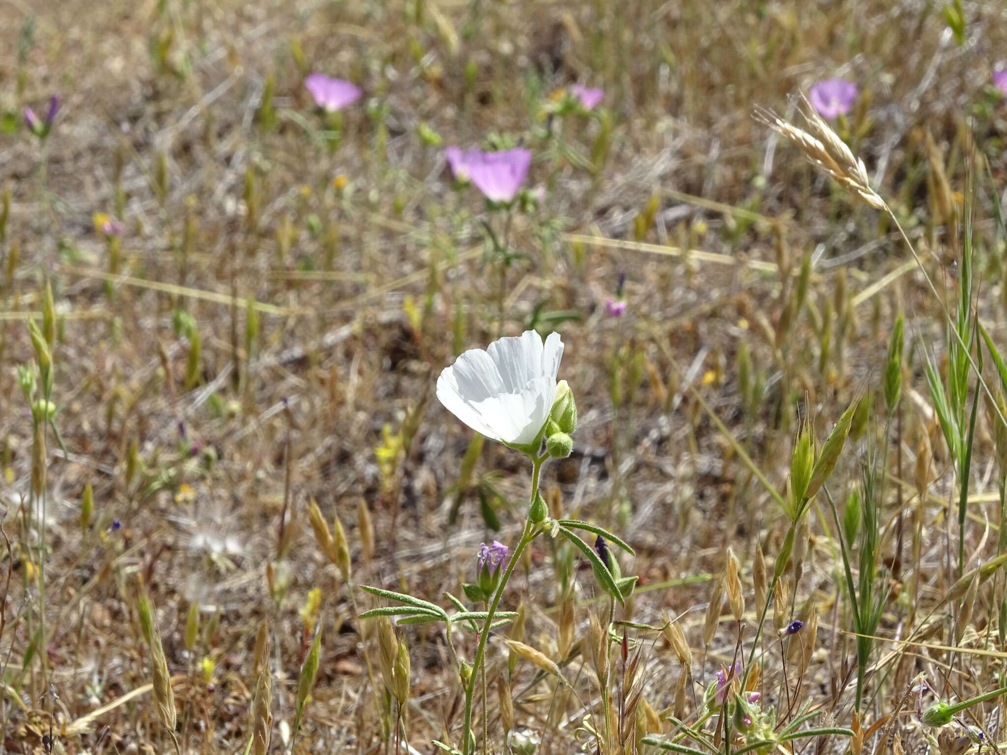 Imagem de Sidalcea hartwegii A. Gray ex Benth.