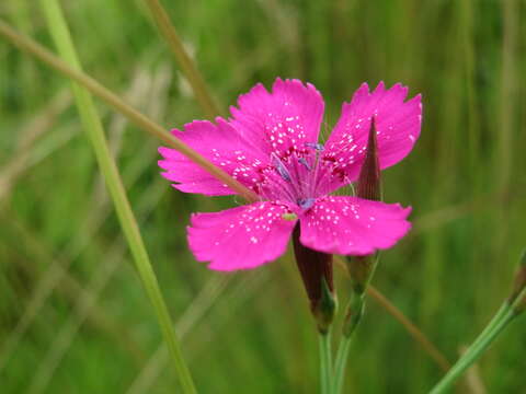 Слика од Dianthus deltoides L.