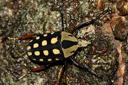 Image of Mecynorhina (Amaurodes) passerinii (Westwood 1843)