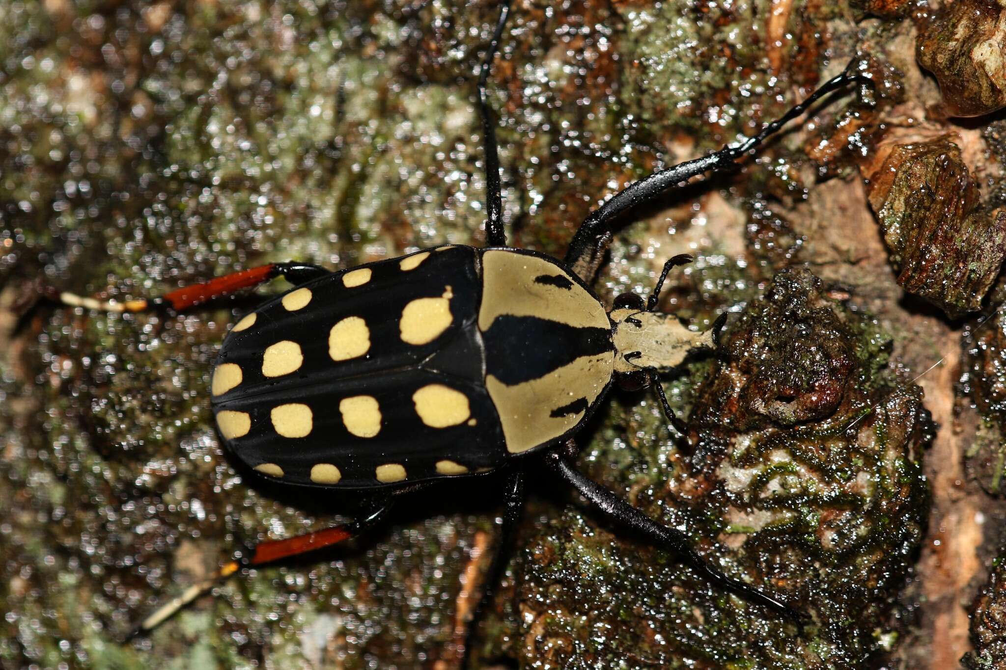 Image of Mecynorhina (Amaurodes) passerinii (Westwood 1843)