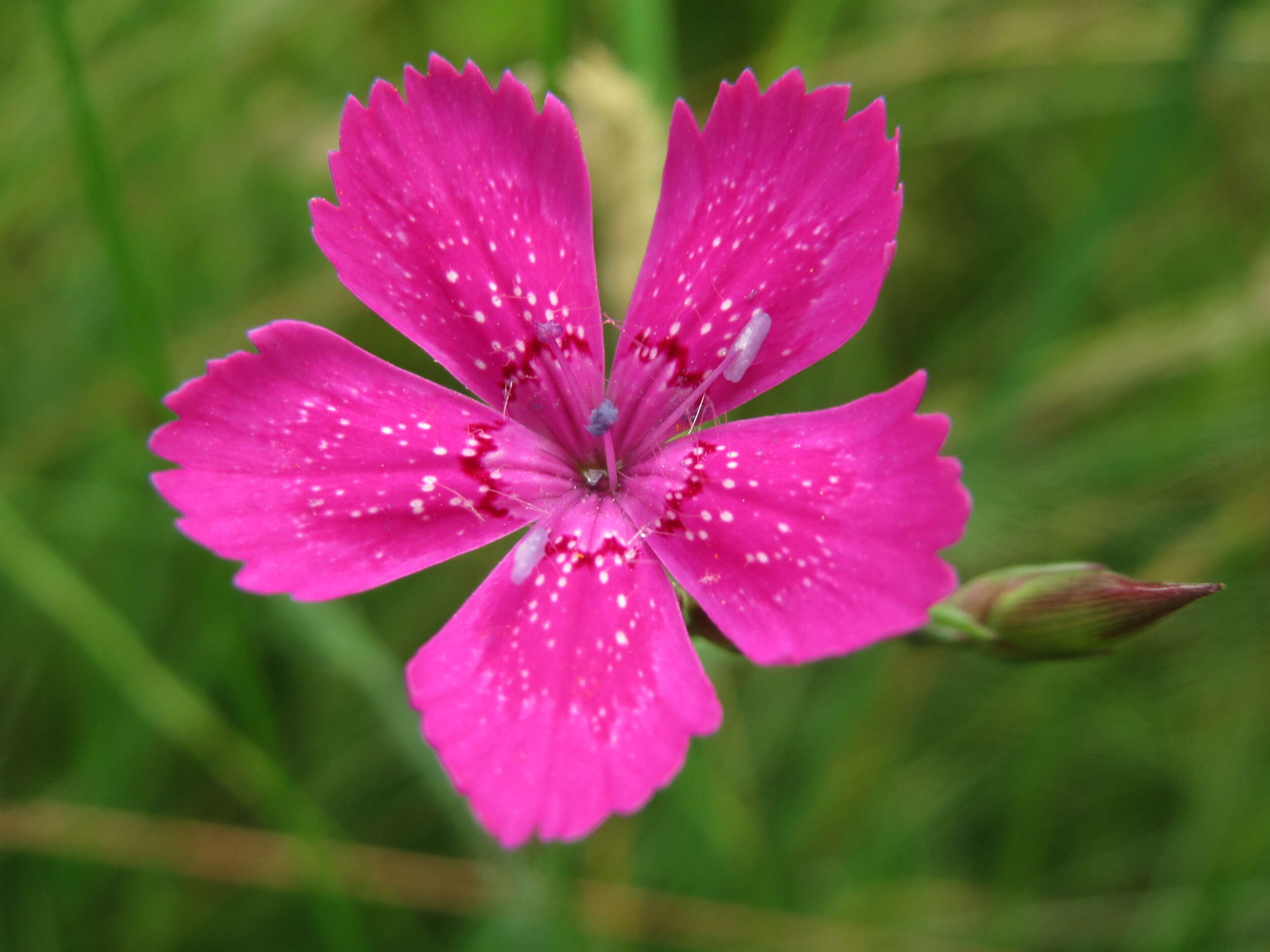 Image of maiden pink