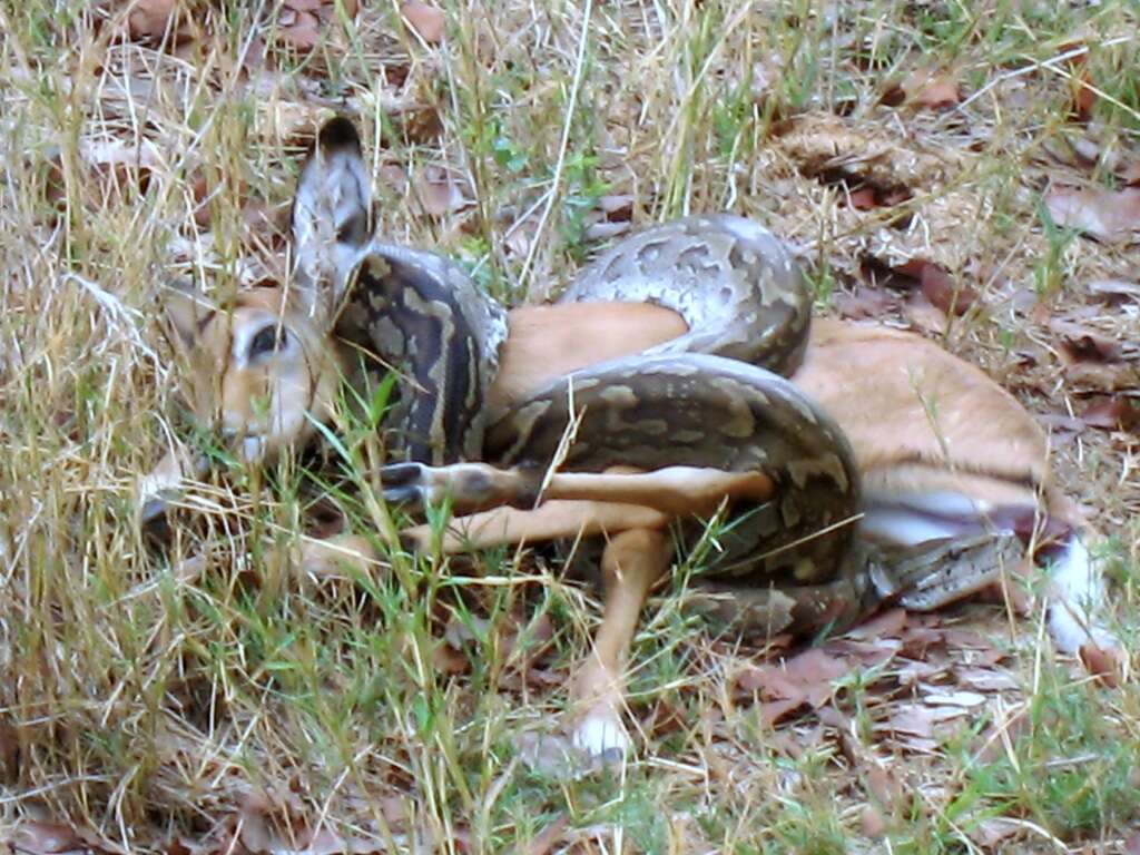 Image de Python natalensis A. Smith 1840